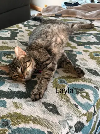 Layla