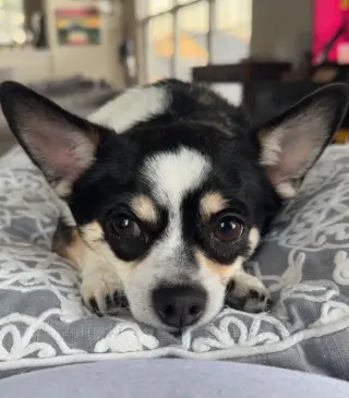 Marvin
