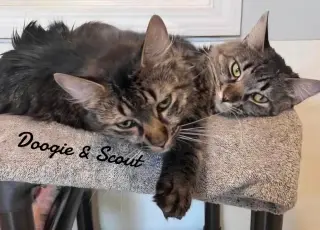 Doogie & Scout