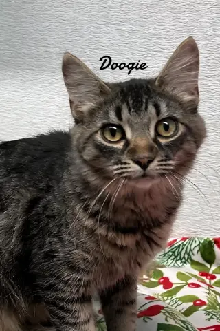 Doogie & Scout