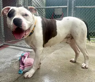 Zeus in Hot Springs VA