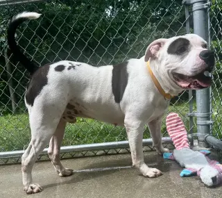 Zeus in Hot Springs VA