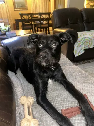Stevie - spirited sweetheart