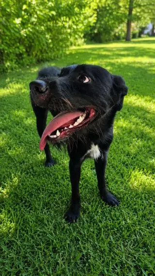 Stevie - spirited sweetheart