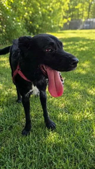 Stevie - spirited sweetheart