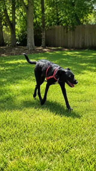 Stevie - spirited sweetheart