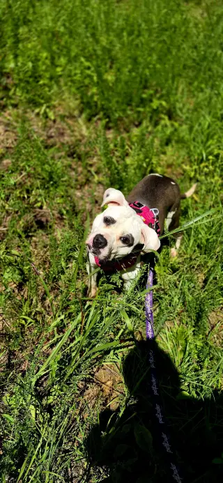 Nala in Powhatan VA
