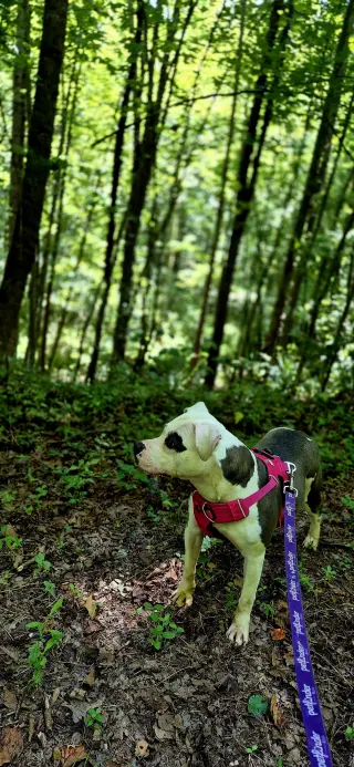 Nala in Powhatan VA