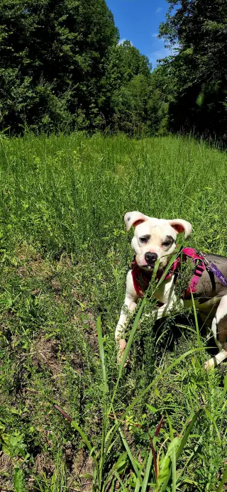 Nala in Powhatan VA