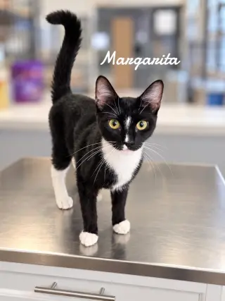 Margarita