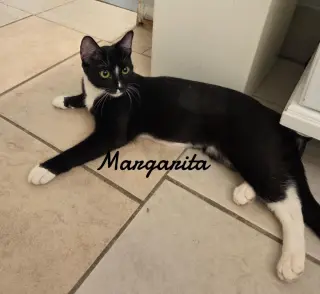 Margarita
