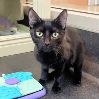 Boo