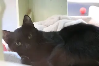 Boo