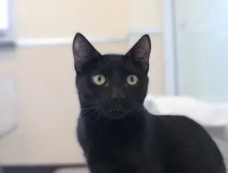 Boo