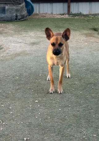 Paco in TX