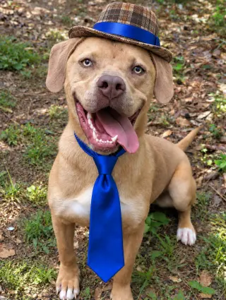 GOLDEN LAB, YELLOW LAB MIX