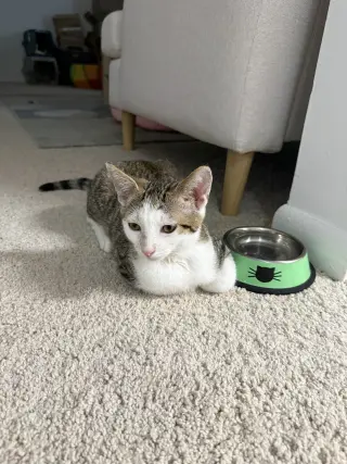 Lord Fluffernut