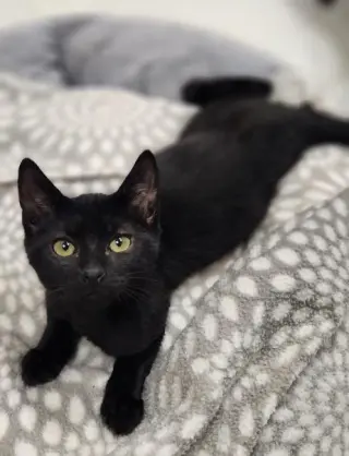 Kitten 28218 (Jet)