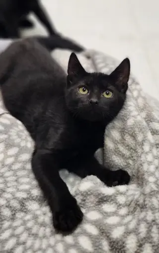 Kitten 28218 (Jet)