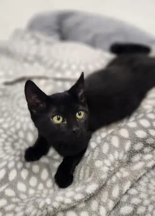 Kitten 28218 (Jet)