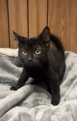 Kitten 28218 (Jet)