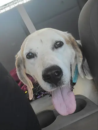 Roscoe*Adopt or Foster*