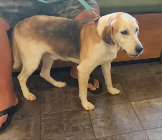 Roscoe*Adopt or Foster*