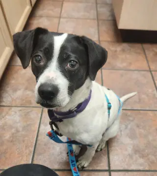 Minnie *Adopt or Foster*