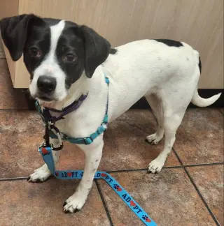 Minnie *Adopt or Foster*