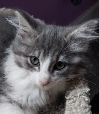 Muffin * IN FOSTER *