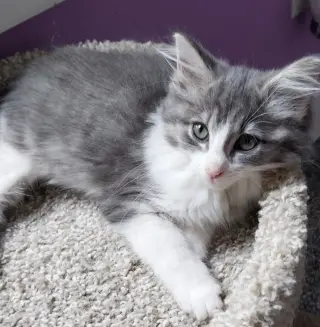 Muffin * IN FOSTER *