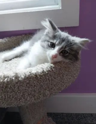 Muffin * IN FOSTER *