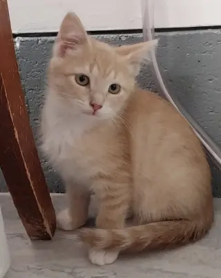 Greek Hero * IN FOSTER *