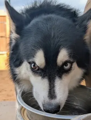 HUSKER the Husky