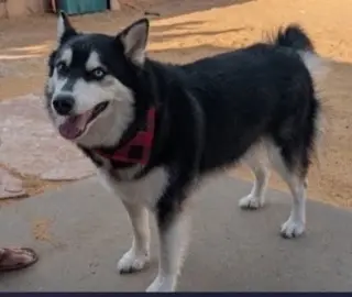 HUSKER the Husky