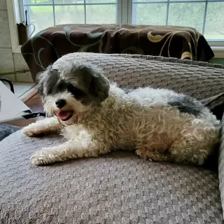Maggie