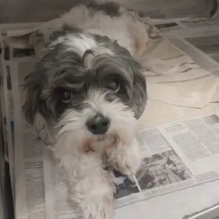 Maggie