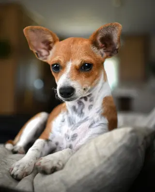 Penny