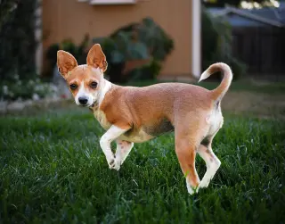 Penny