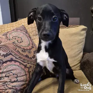 Walter