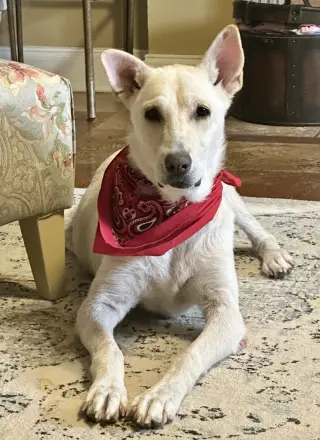 Sassa