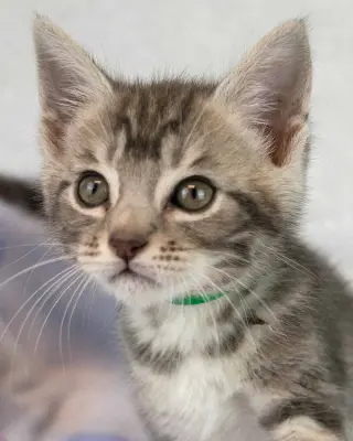 Turk