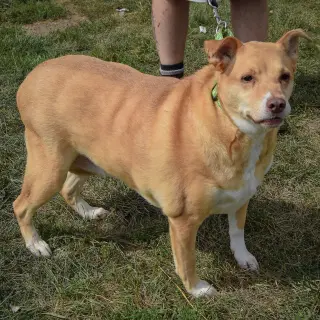 Duchess