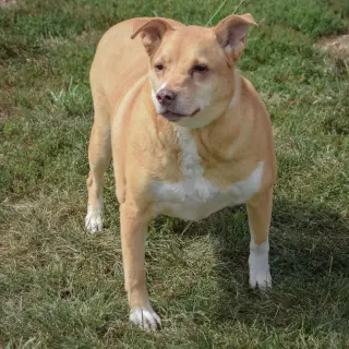 Duchess