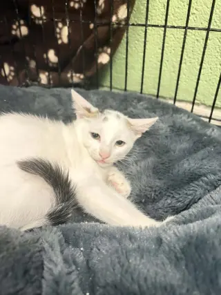 Echo