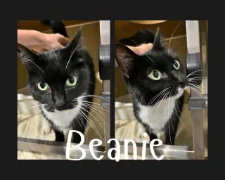 Beanie- front declawed