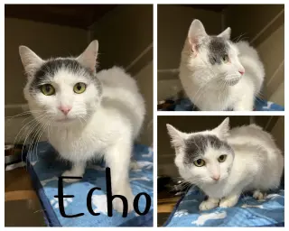 Echo