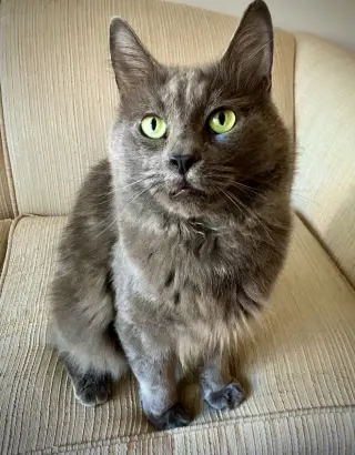 Smooth Opurrator
