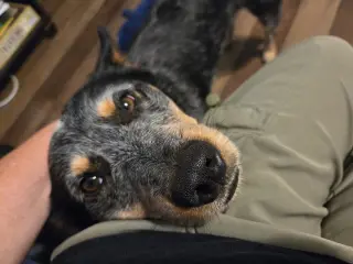 Eddy