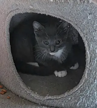 Koa